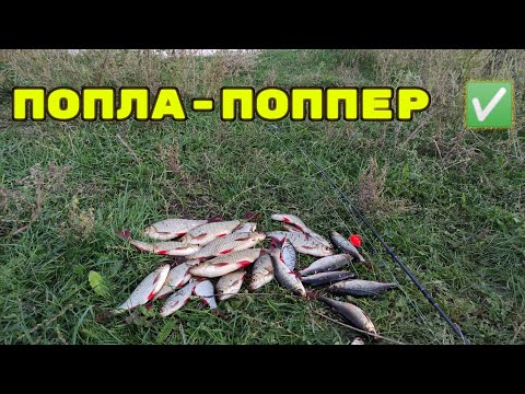 Видео: Попла-поппер. Рыбалка на ПОПЛА-ПОППЕР. Батл Кукуруза против ОПАРЫША!