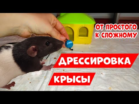 Видео: ДРЕССИРОВКА КРЫС | КАК ДРЕССИРОВАТЬ КРЫСУ | ОТ ПРОСТОГО К СЛОЖНОМУ