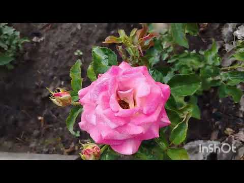 Видео: #розы#Розы почти на пике цветения.