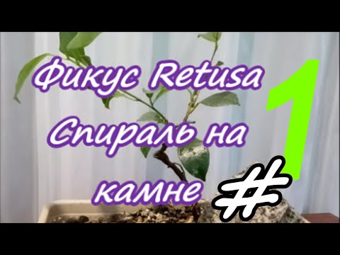 Видео: Фикус Ретуза. Спираль на камне/Ficus Retusa #1 Лето 2023