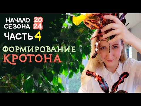 Видео: Формирую КРОТОН |  Черенкование, пересадки, эксперименты |  Начало сезона 2024  |  ЧАСТЬ 4