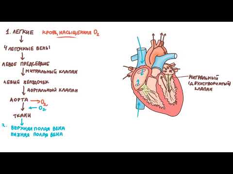 Видео: Физиология сердечно-сосудистой системы