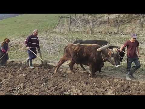 Видео: Пахота огорода сохой на быках. Хивский район с. Арчуг!
