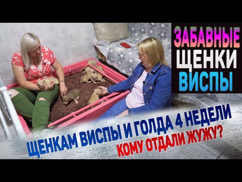 Видео: Один щенок с выдающимися способностями заставил нас смеяться весь вечер!