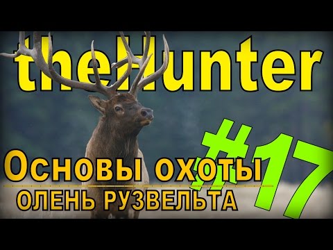 Видео: the Hunter - Олень Рузвельта [Основы охоты] #17
