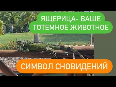 Видео: Ящерицы- ваше тотемное животное# ясновидение# символ сновидений# удовлетворения#