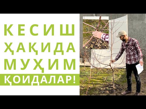 Видео: КЕСИШ ҚОИДАЛАРИ 3-ҚИСМ! (Бу шафтоли дарахтини қачон кесамиз?)