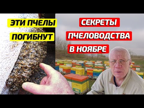 Видео: Основные работы на пасеке в Ноябре. Как СОХРАНИТЬ ПЧЕЛ ЗИМОЙ?