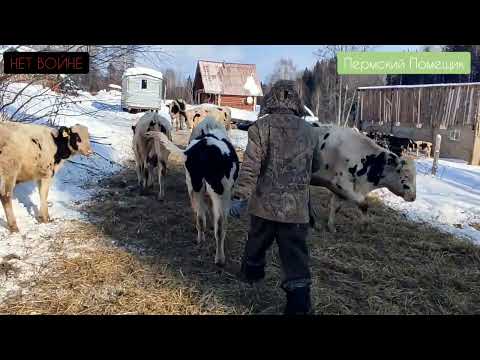 Видео: Кастрация. Проще чем раньше.