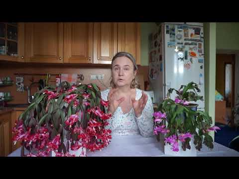 Видео: Пышное цветение Шлюмбергеры (Декабриста). Секреты ежегодного цветения Шлюмбергеры (Декабриста).