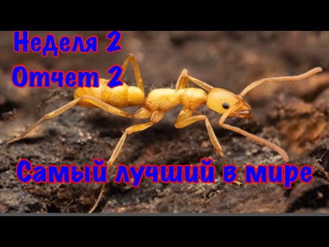Видео: The Ants. Лептогенус Элонгата. Остров