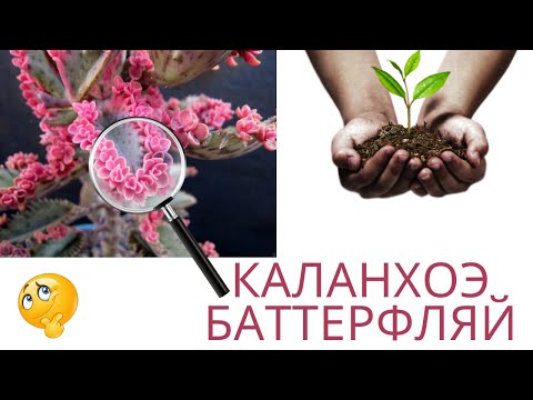 Видео: Немного о каланхое с розовыми детками, как размножать детками и черенками. Посадила  суккуленты