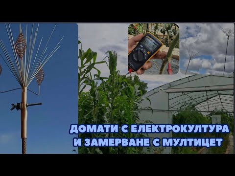 Видео: Домати с електрокултура и замерване с мултицетмм