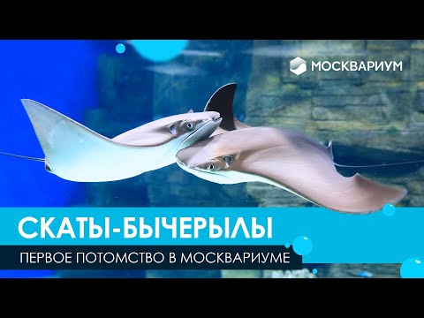 Видео: Первое потомство скатов-бычерылов в Москвариуме!