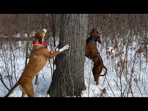 Видео: Охота на рысь в Пенсильвании с гончими!