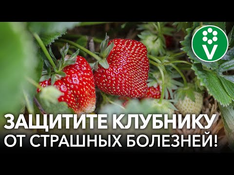 Видео: 🍓САМЫЕ ОПАСНЫЕ БОЛЕЗНИ КЛУБНИКИ. Диагностика, профилактика и лечение клубники