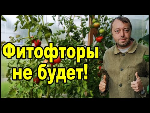 Видео: Как легко победить фитофтору на помидорах!