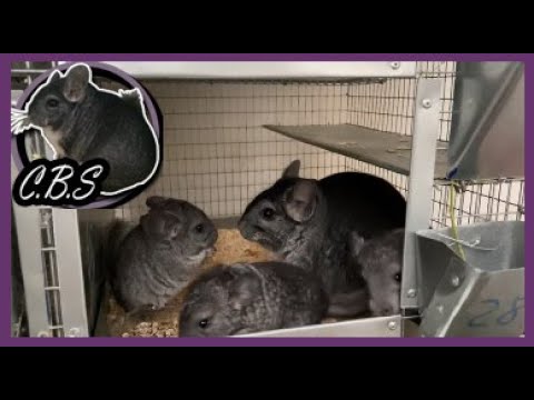 Видео: СТРЕСС И ЖАРА-ВРАГИ ШИНШИЛЛЫ | ФЕРМА ШИНШИЛЛ | ШИНШИЛЛОВАЯ ФЕРМА