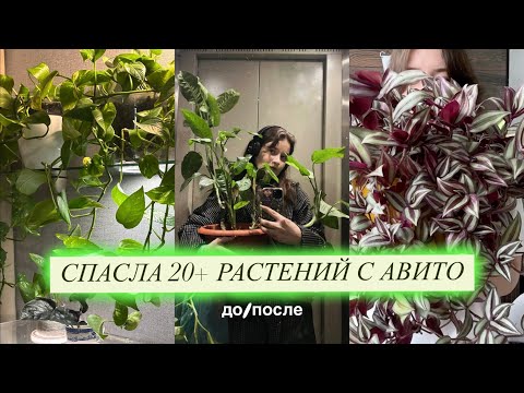Видео: Озеленение за 400 рублей | переделка Растений с Авито
