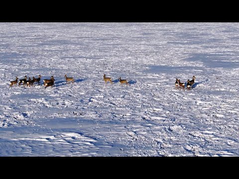 Видео: Волосы встали дыбом когда запустили квадрокоптер  Закрылись по зайчику в Сибири.