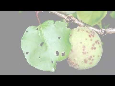 Видео: Өрүк жана кара өрүктү өстүрүү