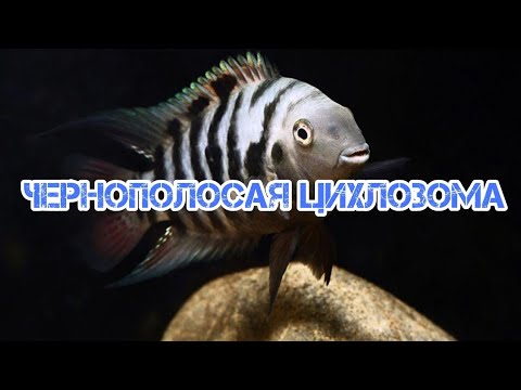 Видео: ЧЕРНОПОЛОСАЯ ЦИХЛОЗОМА. СОДЕРЖАНИЕ И РАЗВЕДЕНИЕ