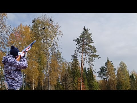 Видео: Охота осенью на тетерева с подхода! Охота 2023.