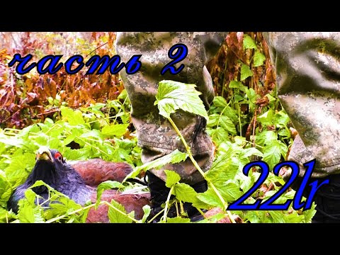 Видео: 22 lr / В ГЛУХАРИНЫЙ РАЙ С МЕЛКАШКОЙ.часть 2