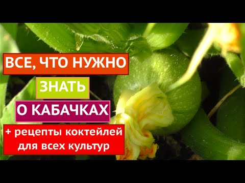 Видео: КАК ПОЛУЧАТЬ УРОЖАЙ КАБАЧКОВ КАЖДЫЙ ДЕНЬ!!