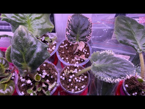 Видео: Пересадка листиков фиалок с детками из зип-пакетов в стаканчики • фитильный полив