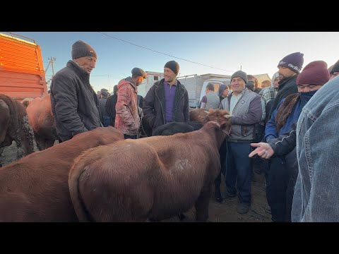 Видео: БОКИЛАДИГАН ЁШ НОВВОСЛАР 5-ОКТЯБР ЭРТАЛАБГИ САВДОЛАР УРГАНЧ МОЛ БОЗОРИ !!! ХОРАЗМ БОЗОР