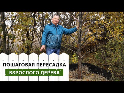 Видео: ПРАВИЛА пересадки ВЗРОСЛЫХ ДЕРЕВЬЕВ на участке