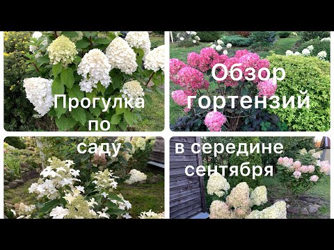 Видео: ОБЗОР ГОРТЕНЗИЙ, ПРОГУЛКА ПО САДУ В СЕРЕДИНЕ СЕНТЯБРЯ