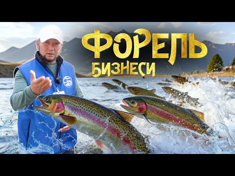 Видео: Форель өстүрүү технологиясы даяр. Кыргызстанда балык менен иштесе болобу?