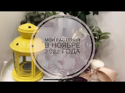Видео: Мои растения в ноябре 2022 года ☘️