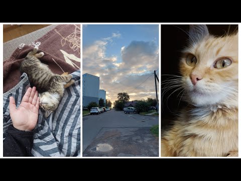 Видео: VLOG 527: УЖЕ ЗИМА??
