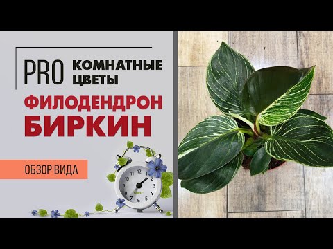 Видео: Филодендрон Биркин - пестрый и редкий филодендрон | Модное комнатное растение