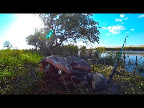 Видео: РЫБА ПРЁТ И ПРЁТ! КАРАСЬ ЛЕЩ ПОДЛЕЩИК!ПРОСТАЯ ОСНАСТКА НА ЛЕЩА КАРАСЯ ПОДЛЕЩИКА