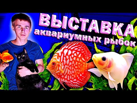 Видео: Выставка аквариумных рыбок 2026. Чемпионат дискусов 2026