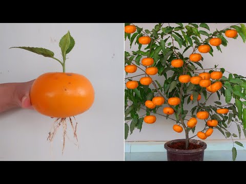 Видео: Как вырастить хурму из банана для начинающих