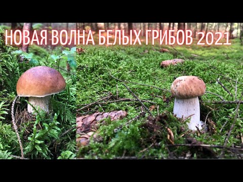 Видео: УРА. БЕЛЫЕ ГРИБЫ ПРОДОЛЖАЮТ РАДОВАТЬ,ВОЛНА БЕЛЫХ ГРИБОВ  В БЕЛАРУСИ 2021