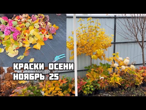 Видео: Какие растения декоративны осенью. Что срезаем, а что оставляем. Ноябрь 2025г Воронеж