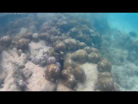 Видео: Тайланд 2025 год. Пляж Най Янг, подводный мир.