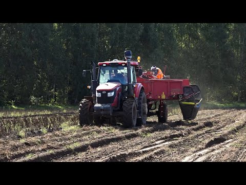 Видео: 2025 09 13 Уборка картофеля в хозяйстве "Росток"