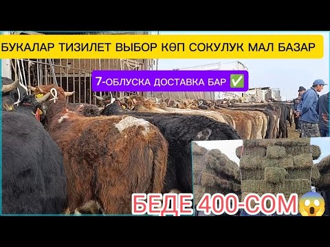 Видео: СОКУЛУК МАЛ БАЗАРЫ ЖАШ МУЗООЛОР ТОРПОКТОР БУКАЛАР ТАРТЫЛГАН ТАСМА 25-10-2025ж