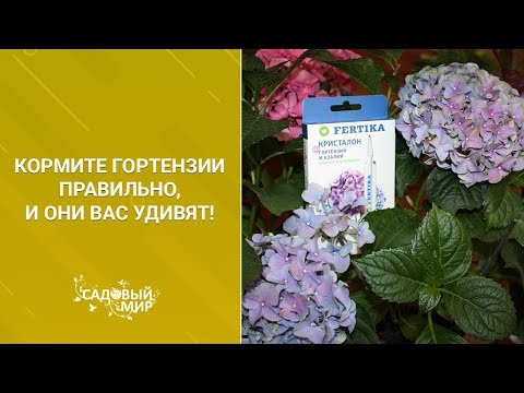 Видео: Кормите гортензии правильно и они вас удивят!