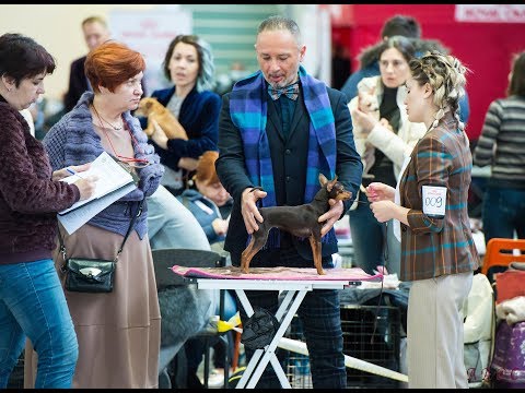 Видео: Выставка Монопородная - Русский Той - 13/01/2018