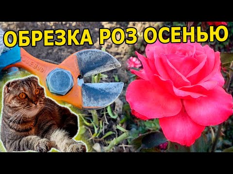 Видео: РОЗЫ БУДУТ ЦВЕСТИ ВСЕ ЛЕТО ПОСЛЕ ТАКОЙ ОСЕННЕЙ ОБРЕЗКИ. УНИКАЛЬНОЕ РУКОВОДСТВО ПО ОБРЕЗКЕ РОЗ ОСЕНЬЮ