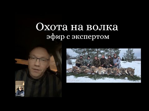 Видео: Все про охоту на волка. Разговор с волчатником Виталием Бачура