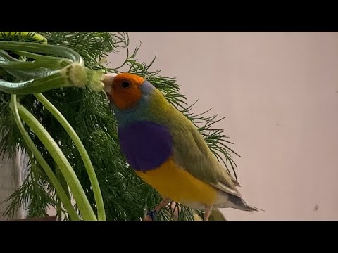 Видео: Зима,снежок, Амадины Гульда.